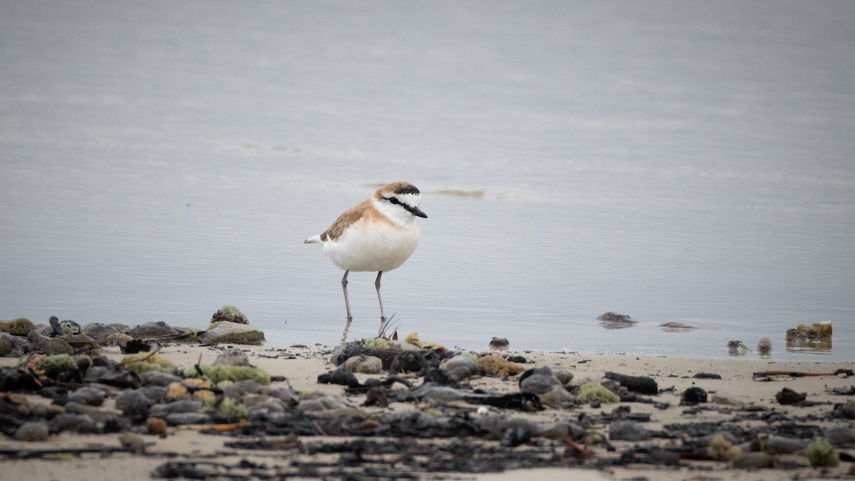 White-fronted Plover - ML642907268