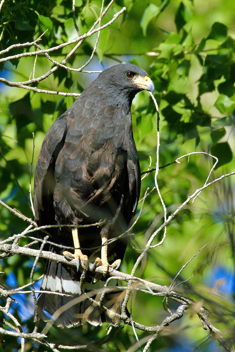 Common Black Hawk - ML642907269