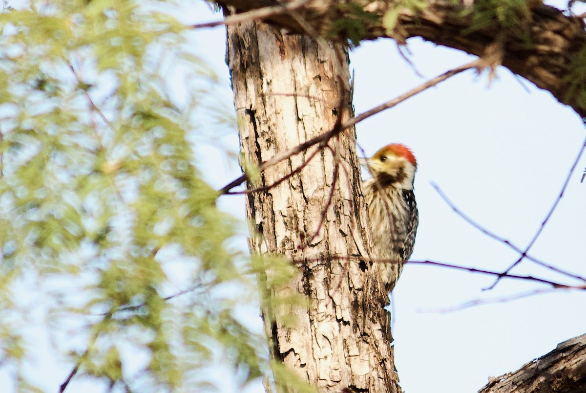 Yellow-crowned Woodpecker - ML642907272