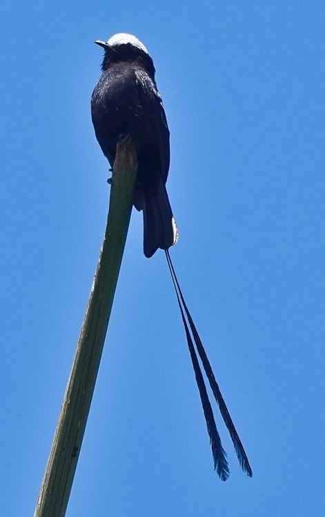 Long-tailed Tyrant - ML642907279