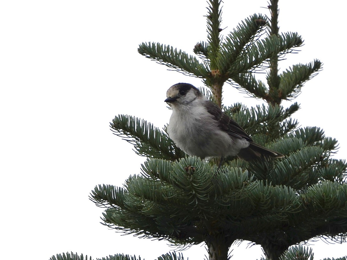 Canada Jay - ML642907284