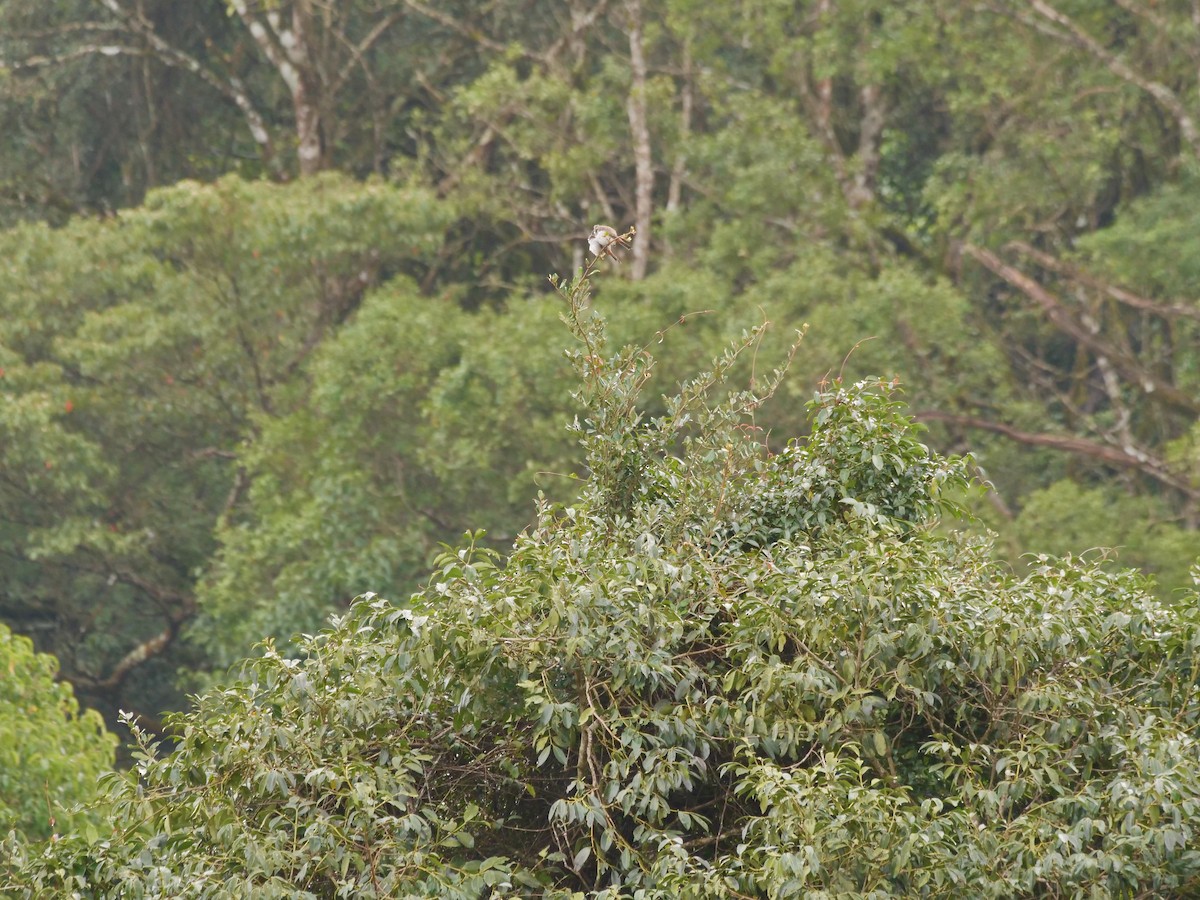 Bulbul orphée - ML642907298