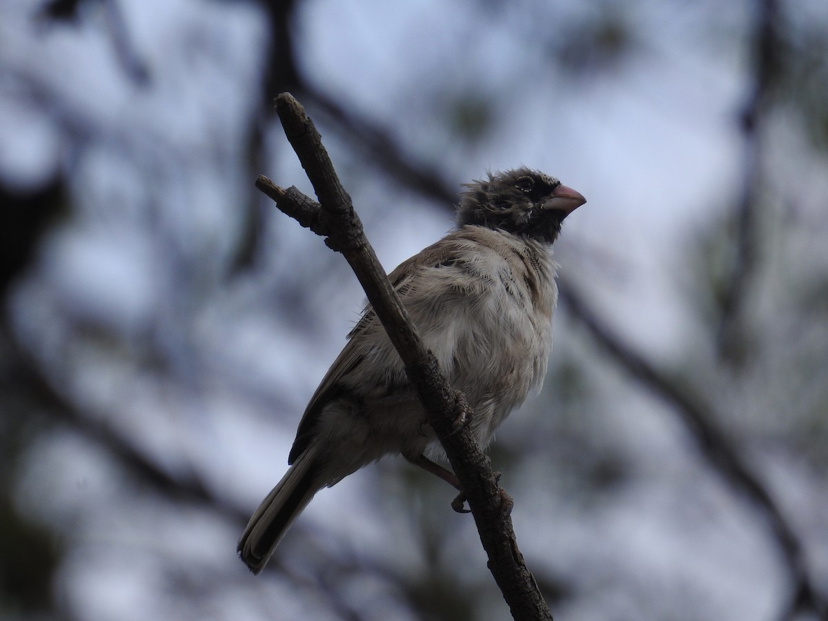 Scaly Weaver - ML642907309
