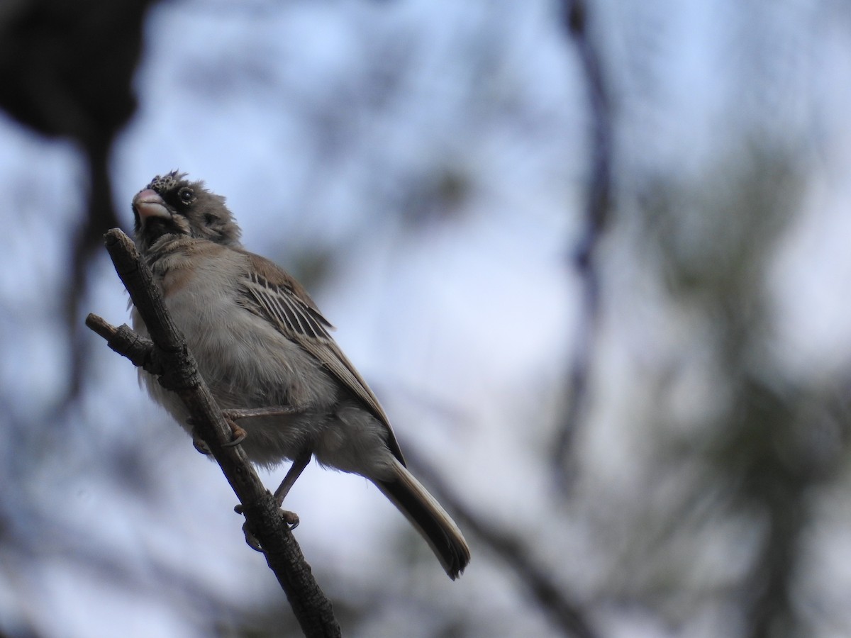 Scaly Weaver - ML642907310
