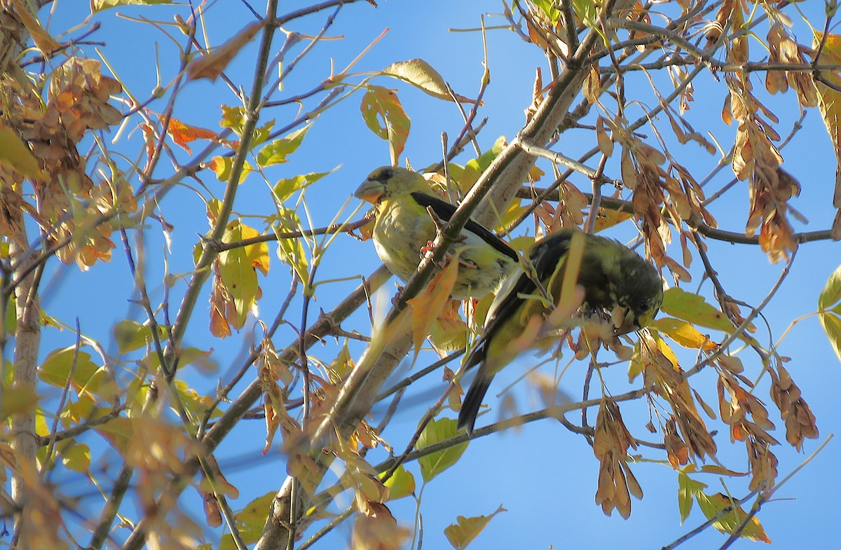 Evening Grosbeak - ML642907316