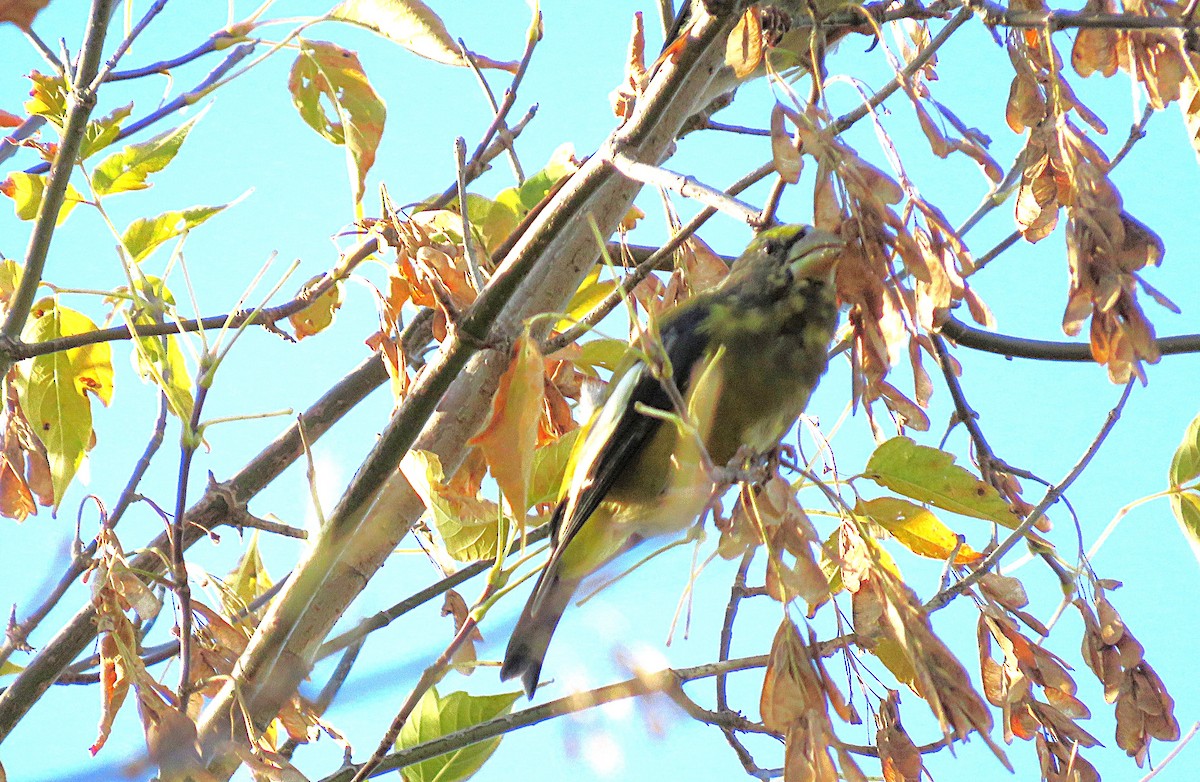 Evening Grosbeak - ML642907317