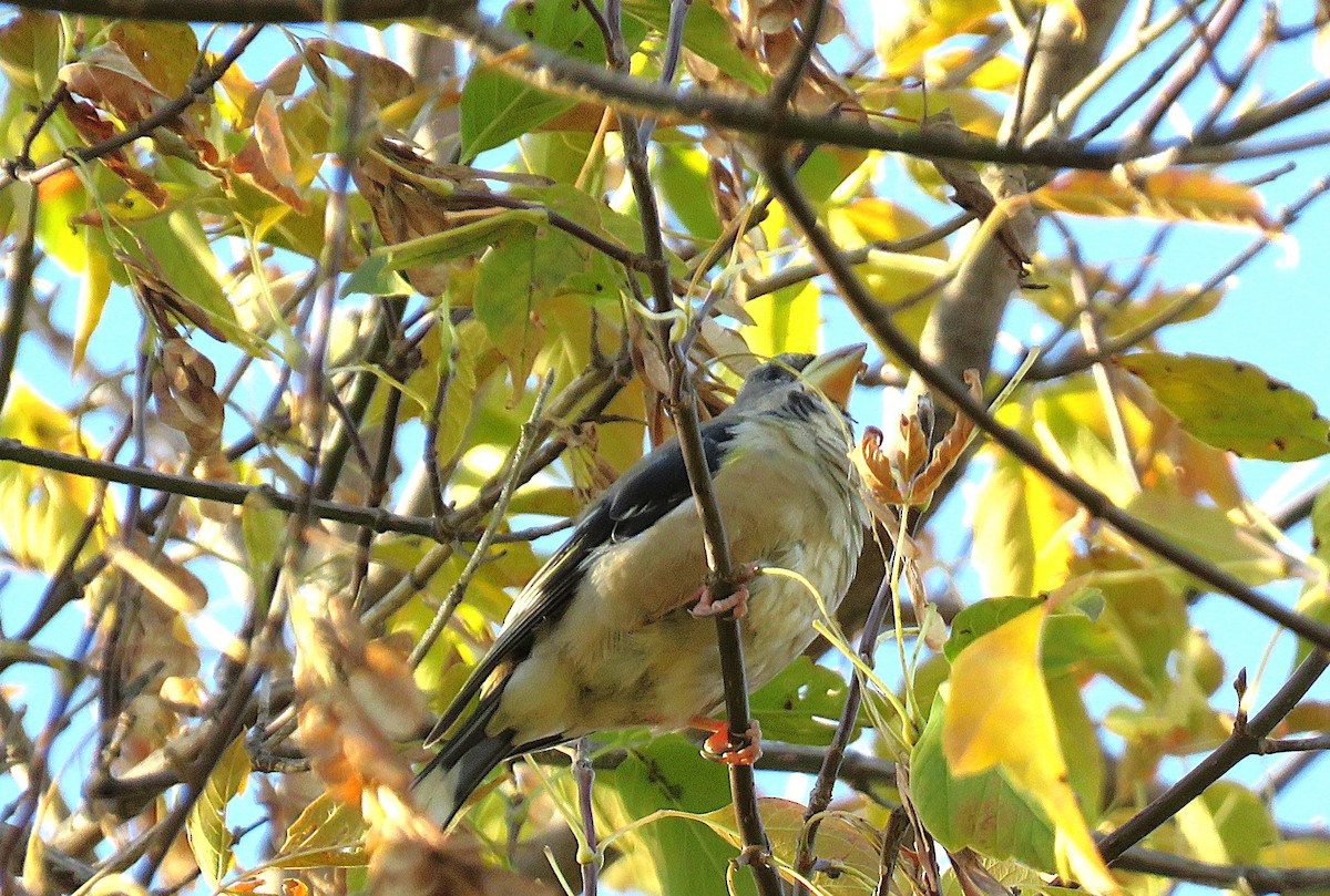 Evening Grosbeak - ML642907323