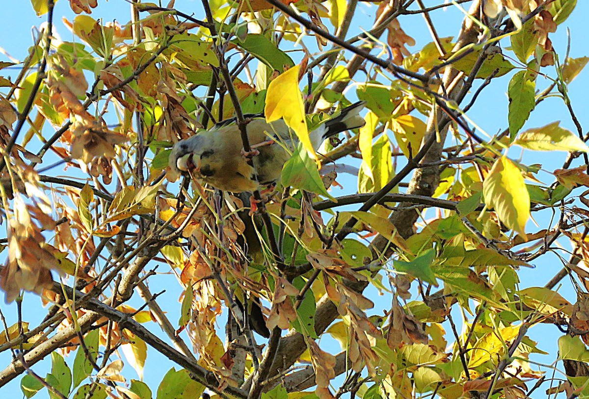 Evening Grosbeak - ML642907330