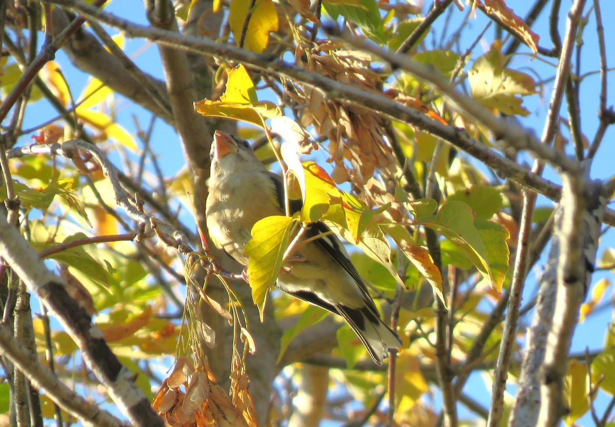 Evening Grosbeak - ML642907331