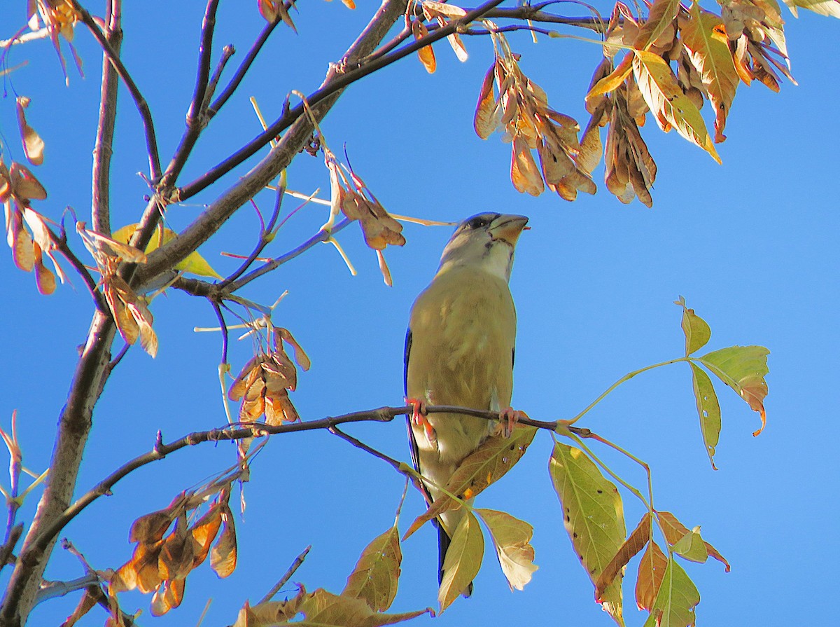 Evening Grosbeak - ML642907332