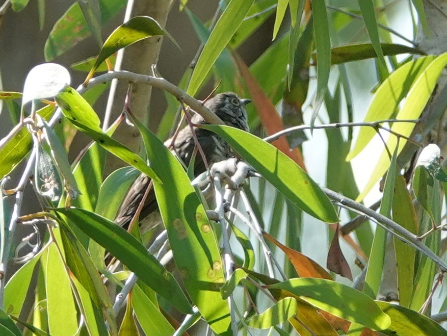 Little Bronze-Cuckoo - ML642907338