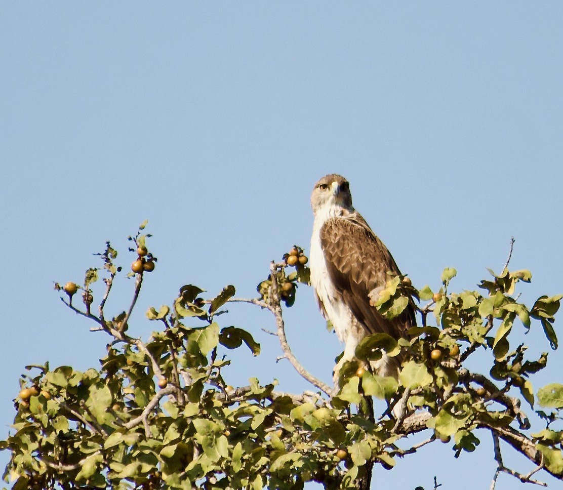 Aigle de Bonelli - ML642907342