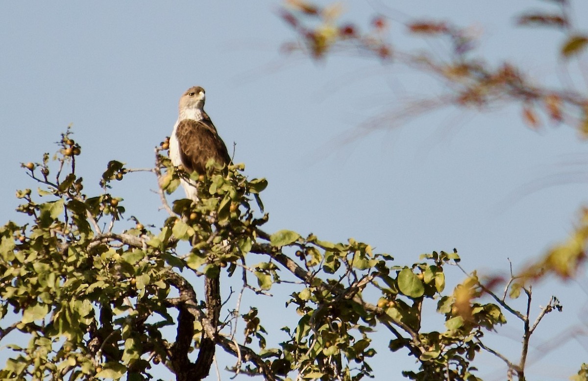 Aigle de Bonelli - ML642907344