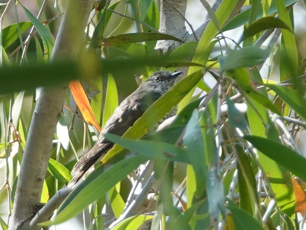 Little Bronze-Cuckoo - ML642907345