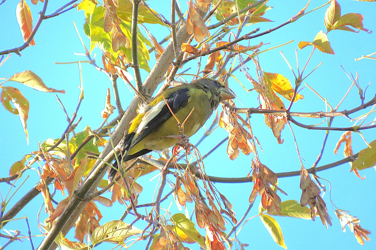 Evening Grosbeak - ML642907359
