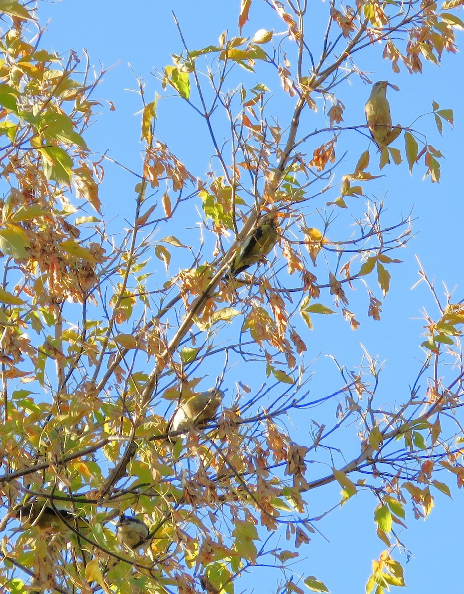 Evening Grosbeak - ML642907360