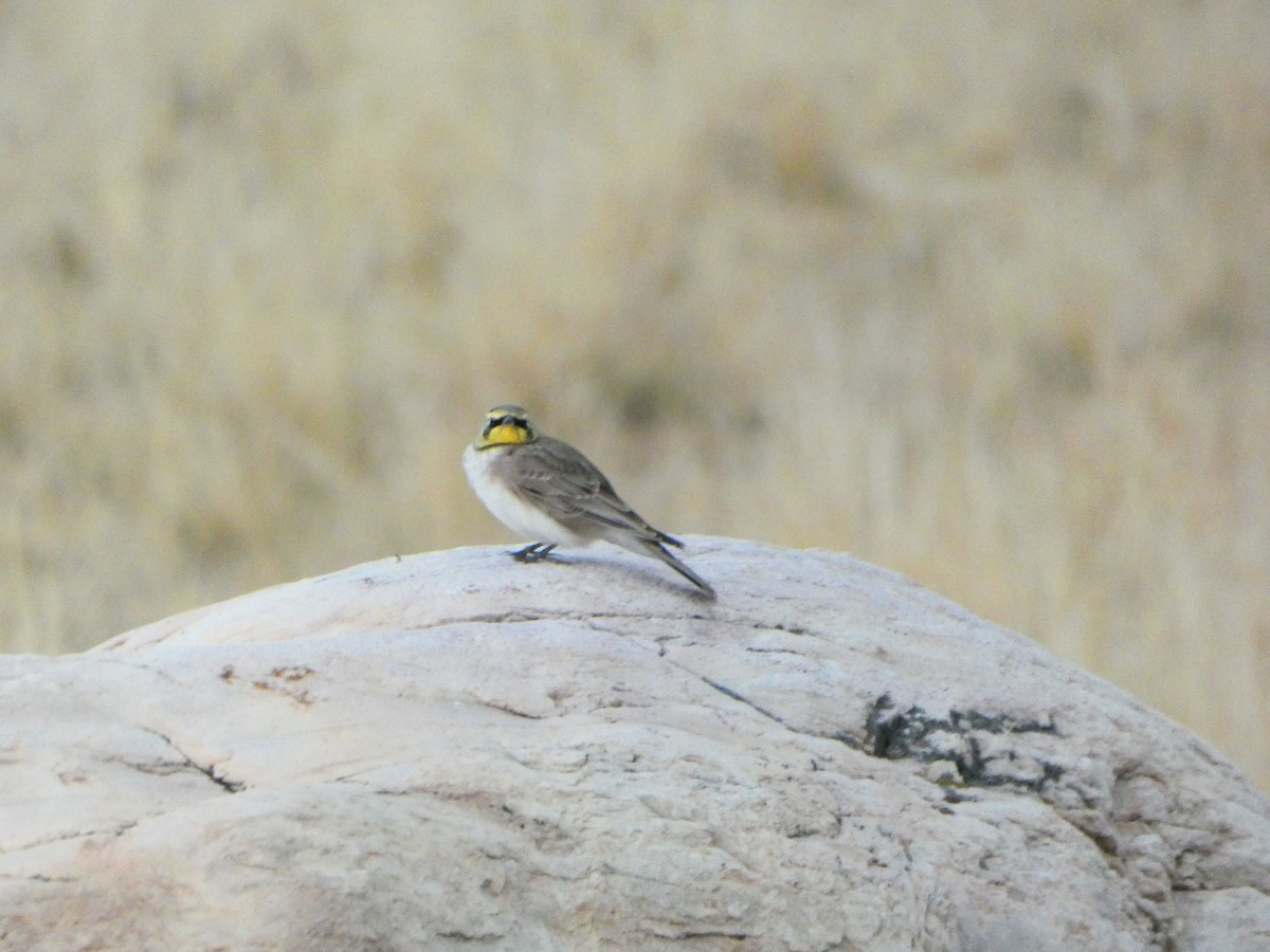 Horned Lark - ML642907366