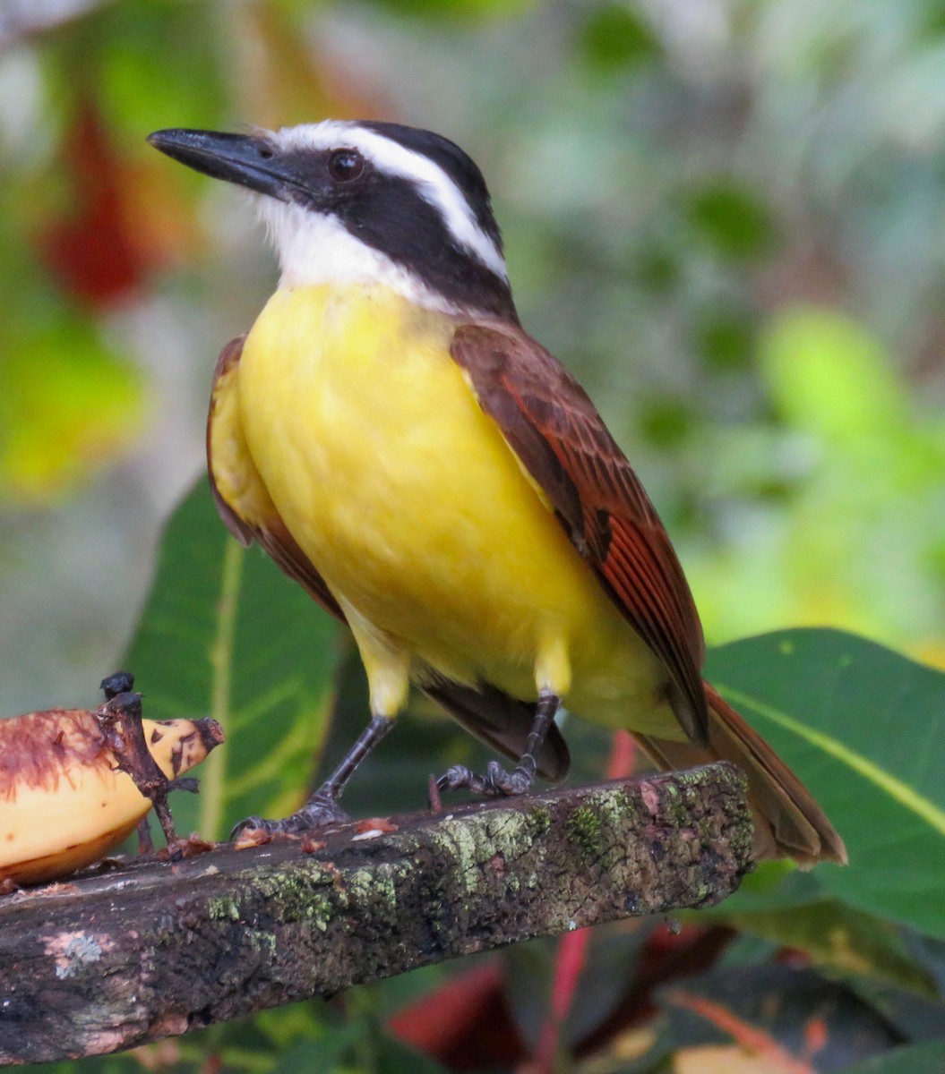 Great Kiskadee - ML642907372