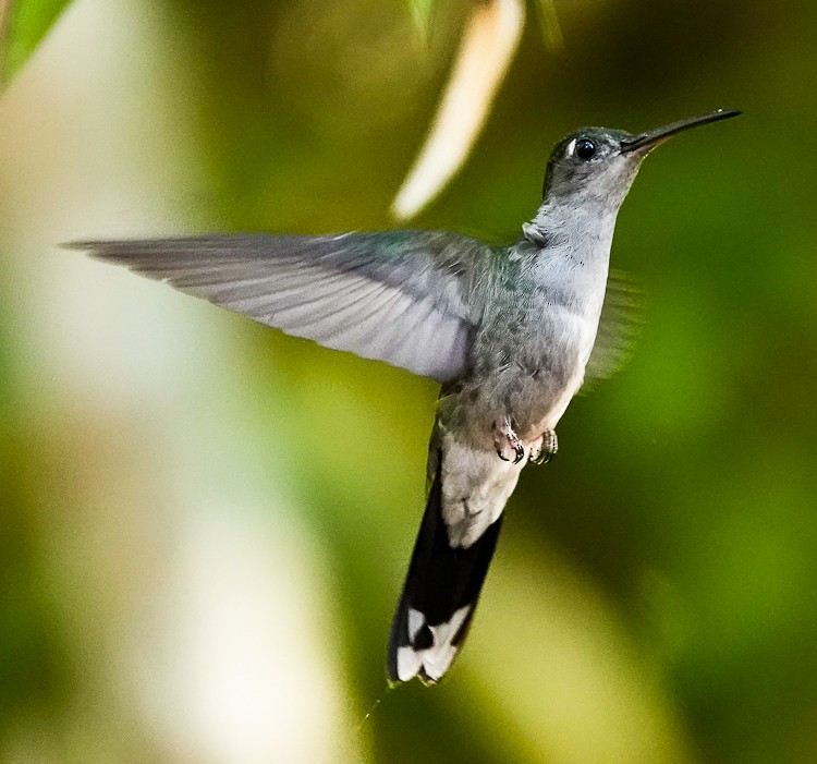 Gray-breasted Sabrewing - ML642907374