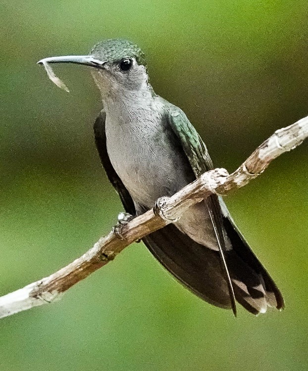 Gray-breasted Sabrewing - ML642907375