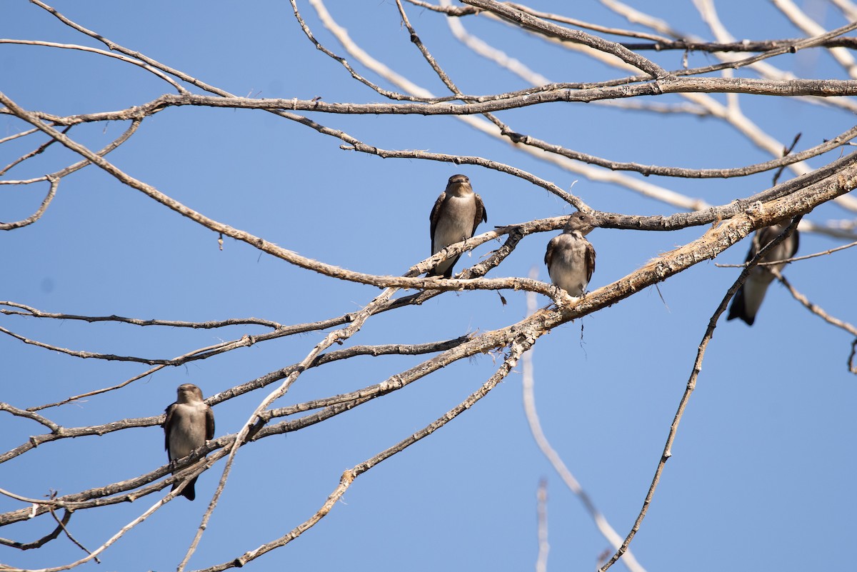 Northern Rough-winged Swallow - ML642907394