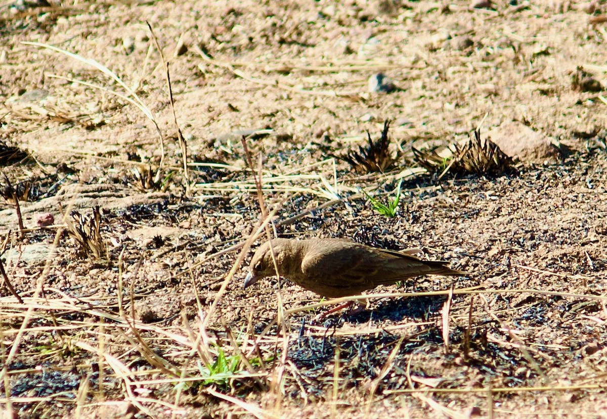 Rufous-tailed Lark - ML642907401