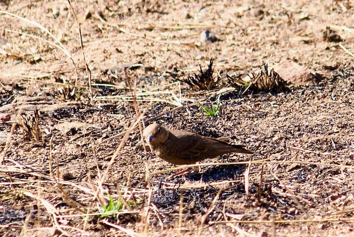 Rufous-tailed Lark - ML642907403