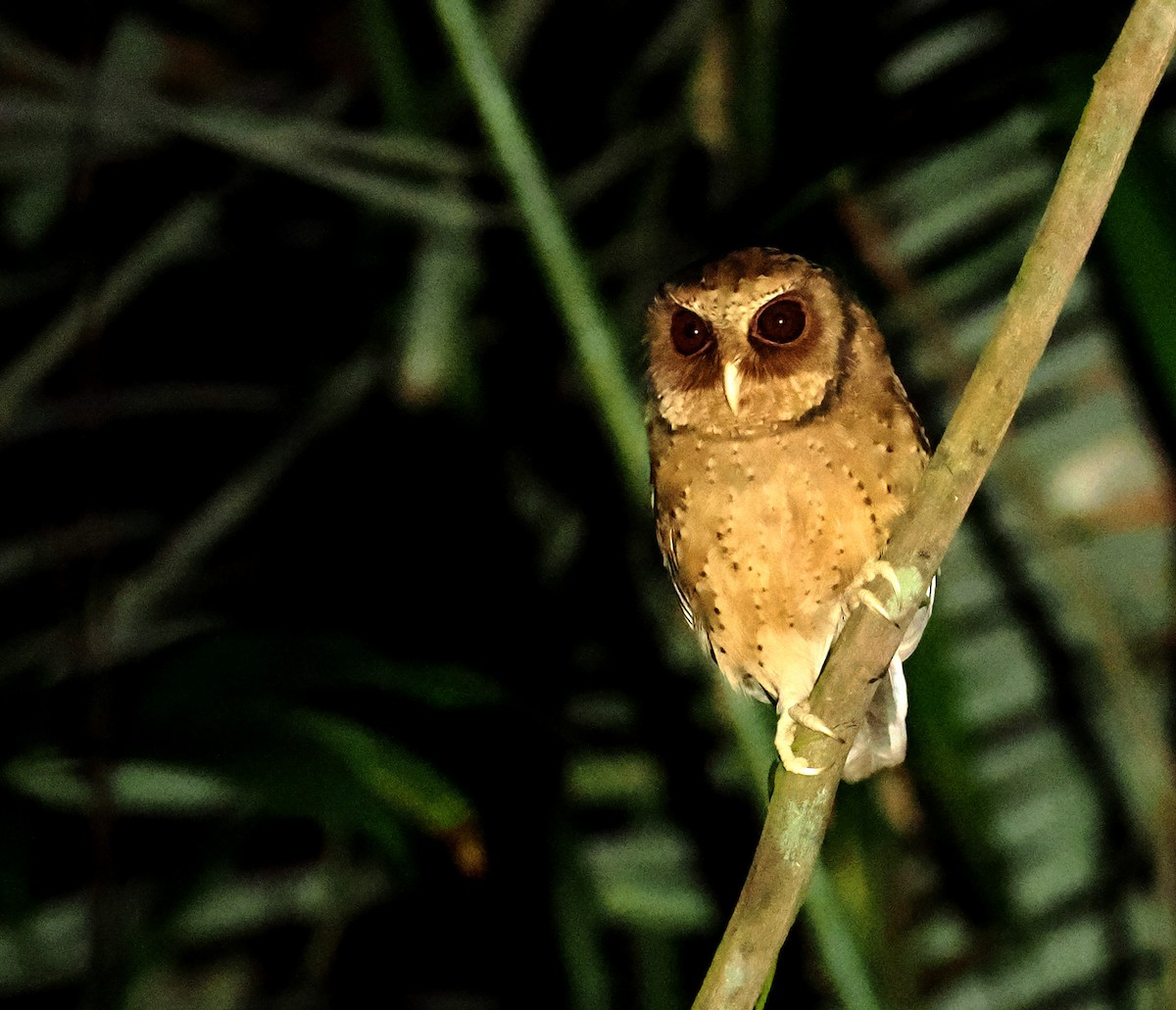 Reddish Scops-Owl - ML642907431