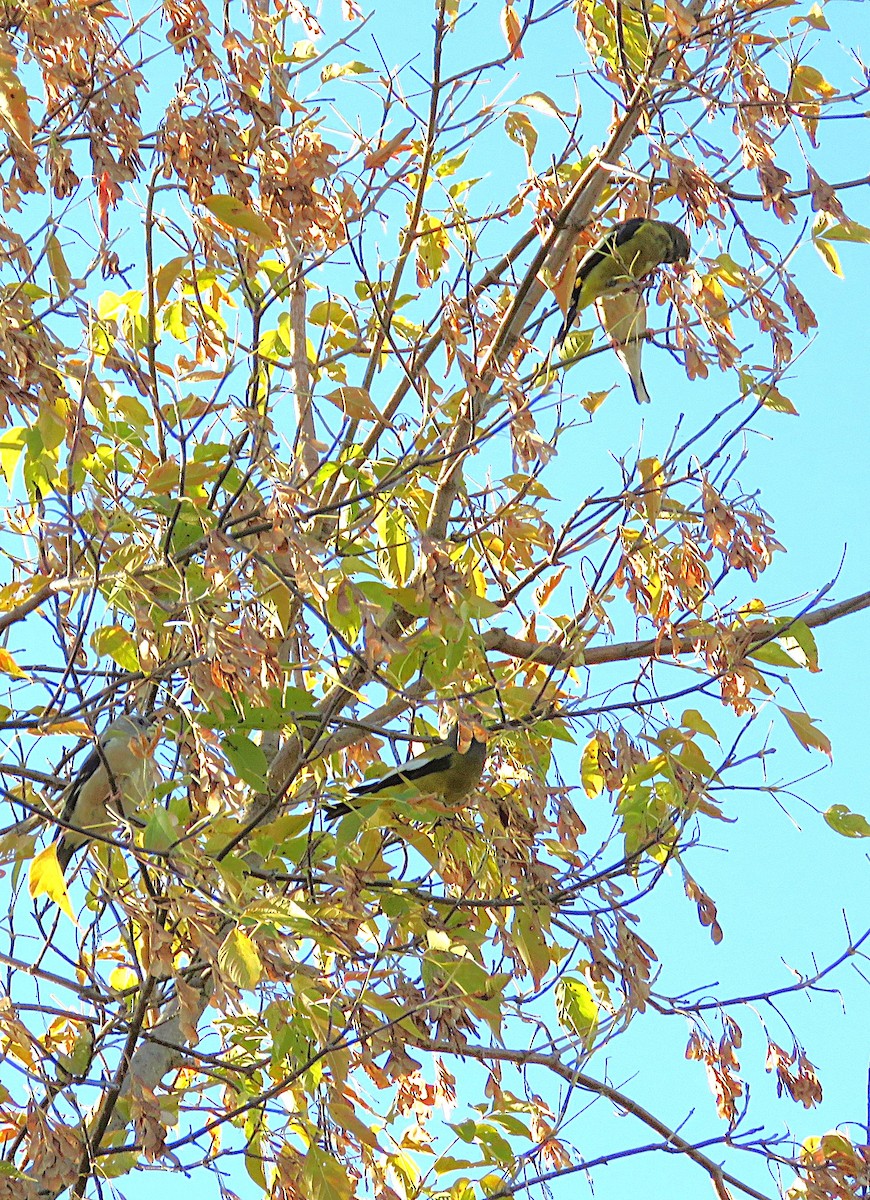 Evening Grosbeak - ML642907442
