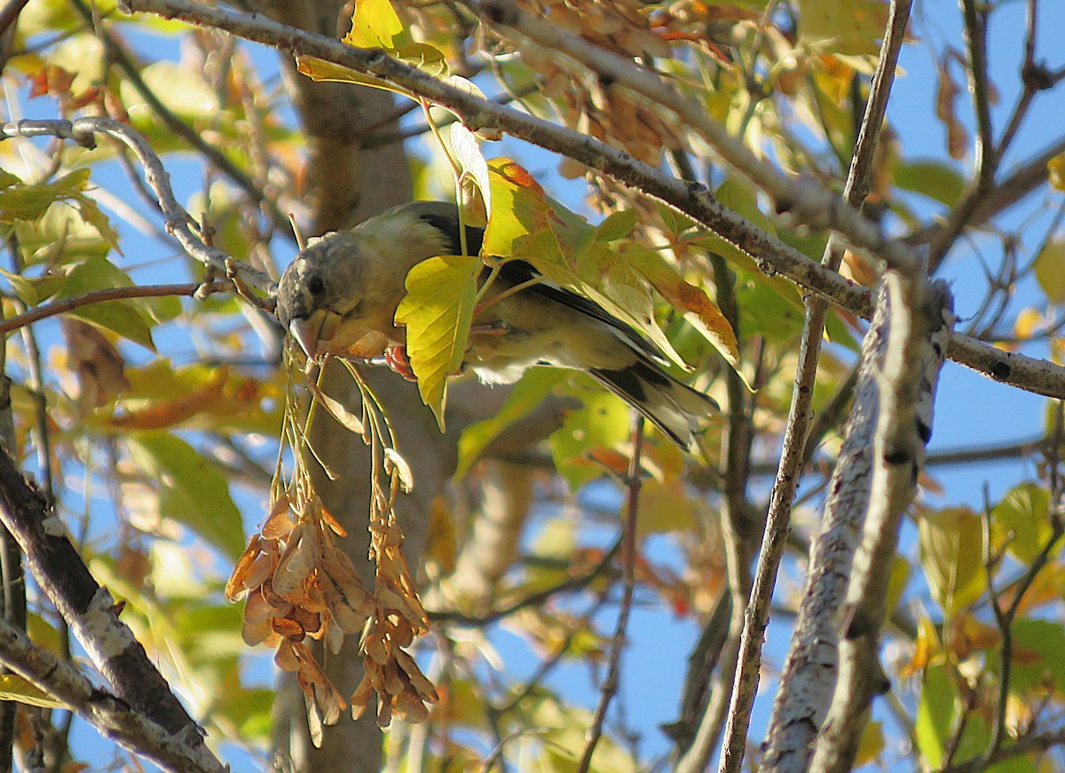 Evening Grosbeak - ML642907443