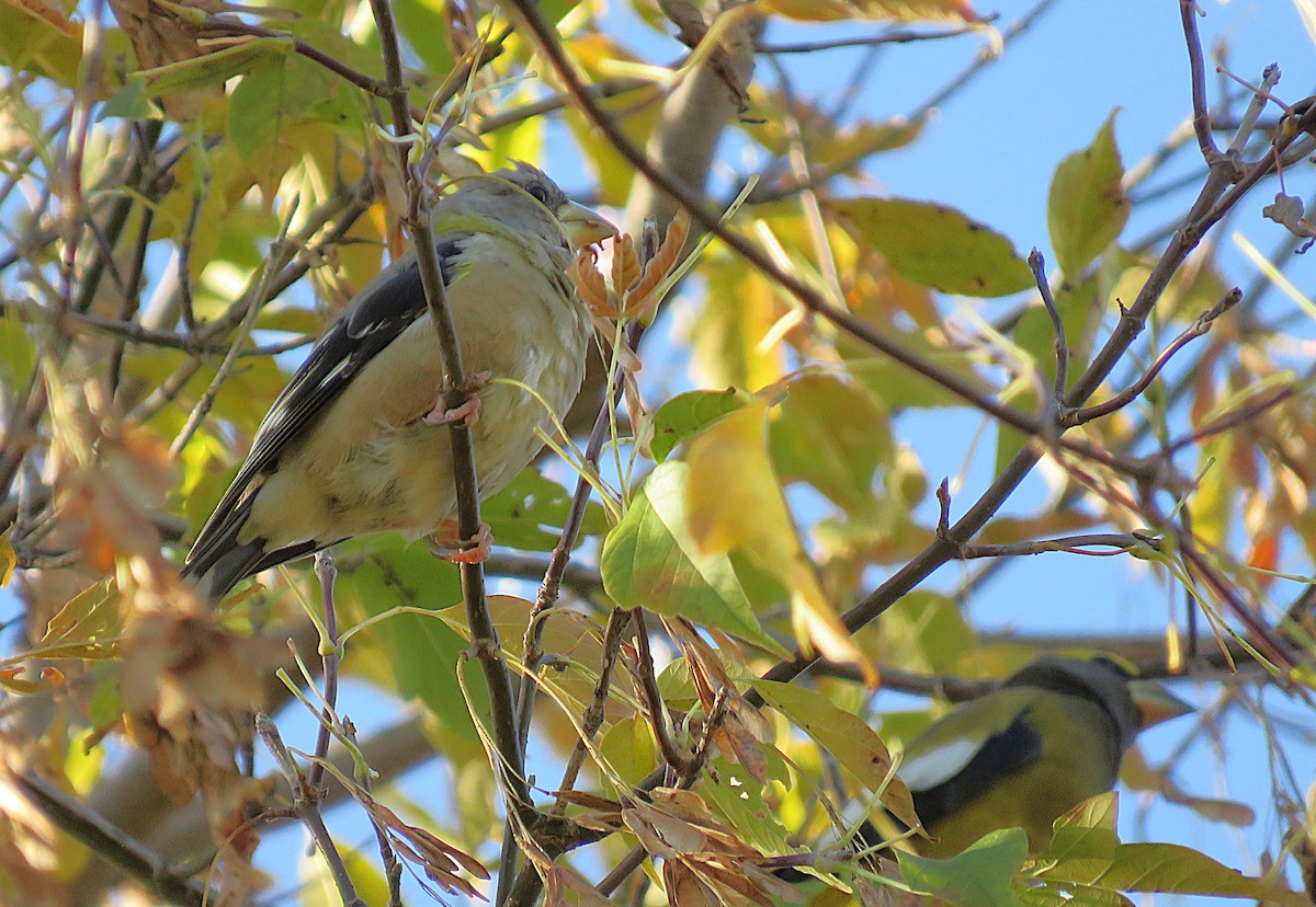 Evening Grosbeak - ML642907444