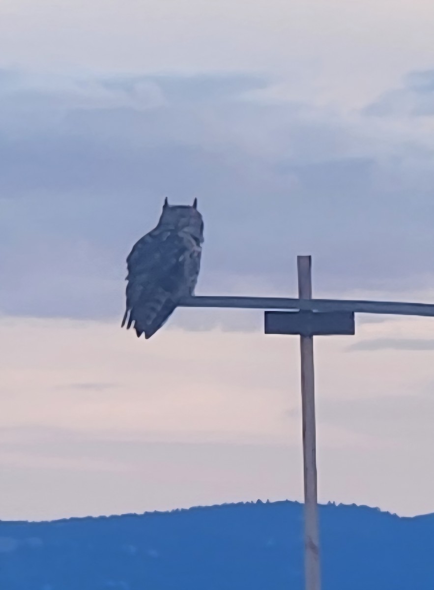 Great Horned Owl - ML642907457