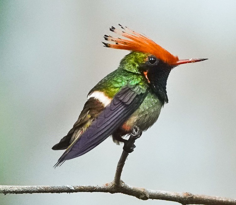 Rufous-crested Coquette - ML642907458