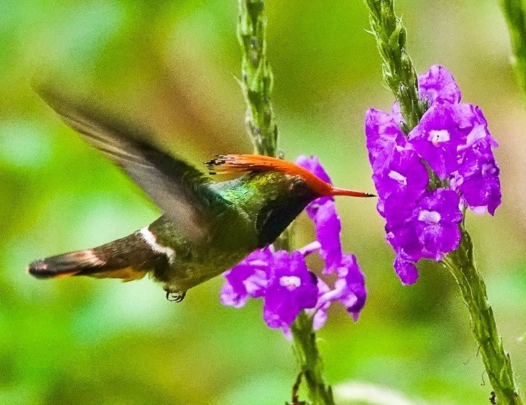 Rufous-crested Coquette - ML642907459