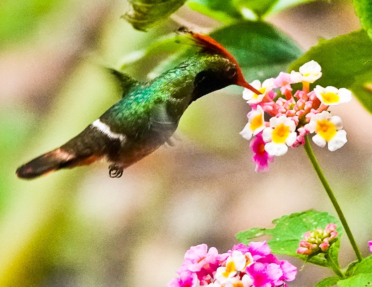 Rufous-crested Coquette - ML642907460