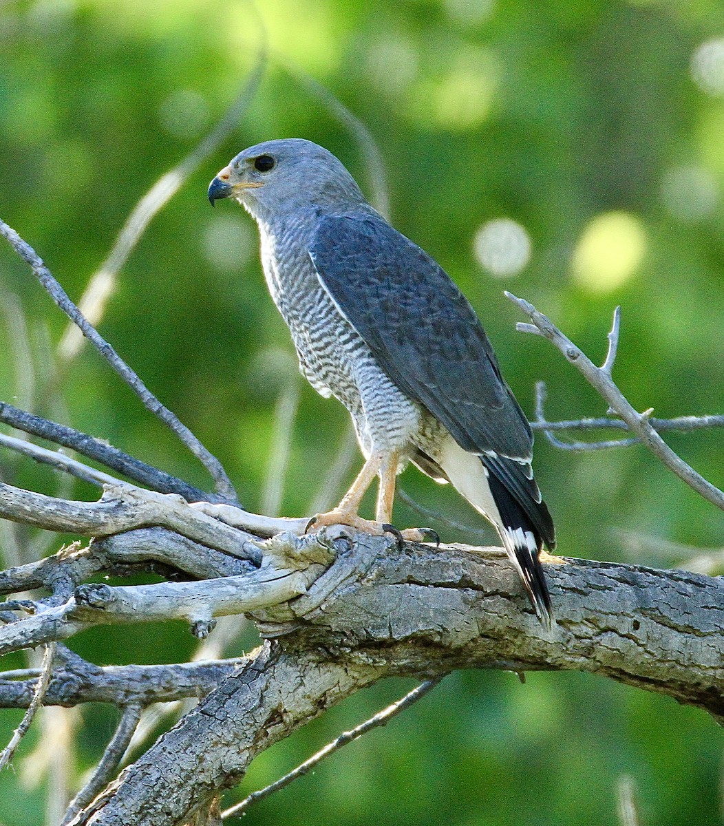 Gray Hawk - ML642907471