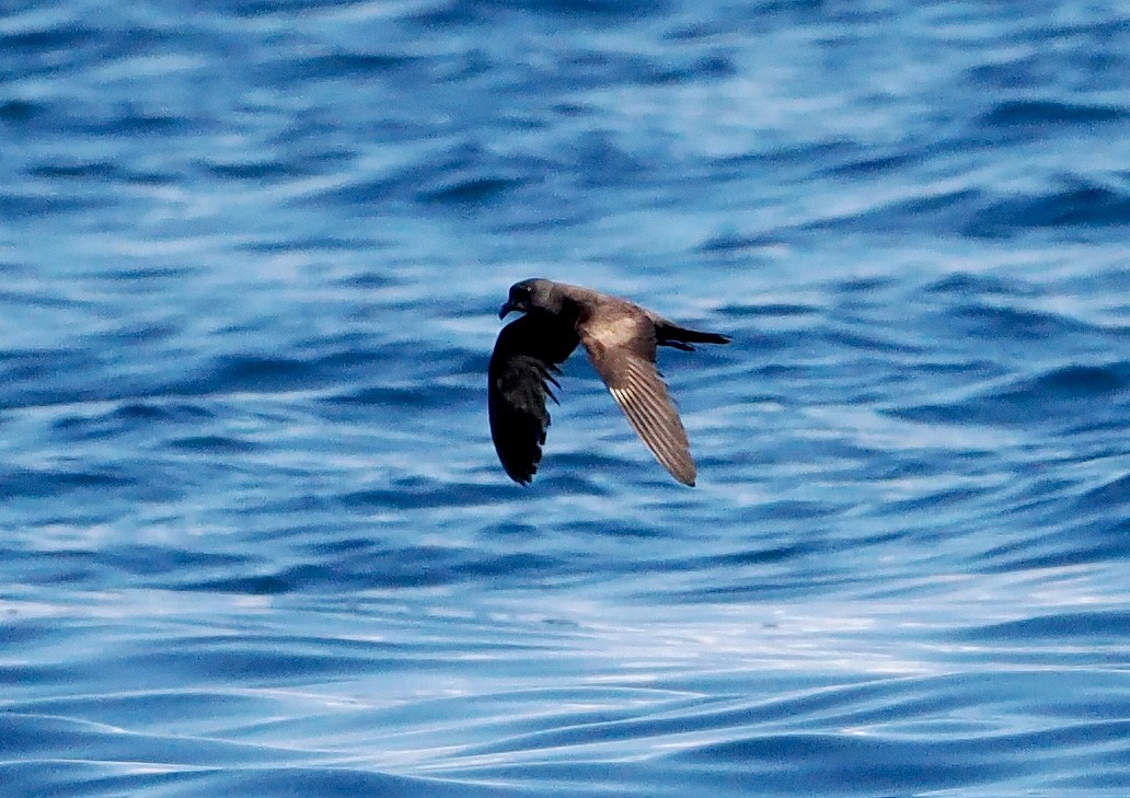 Swinhoe's Storm-Petrel - ML642907495
