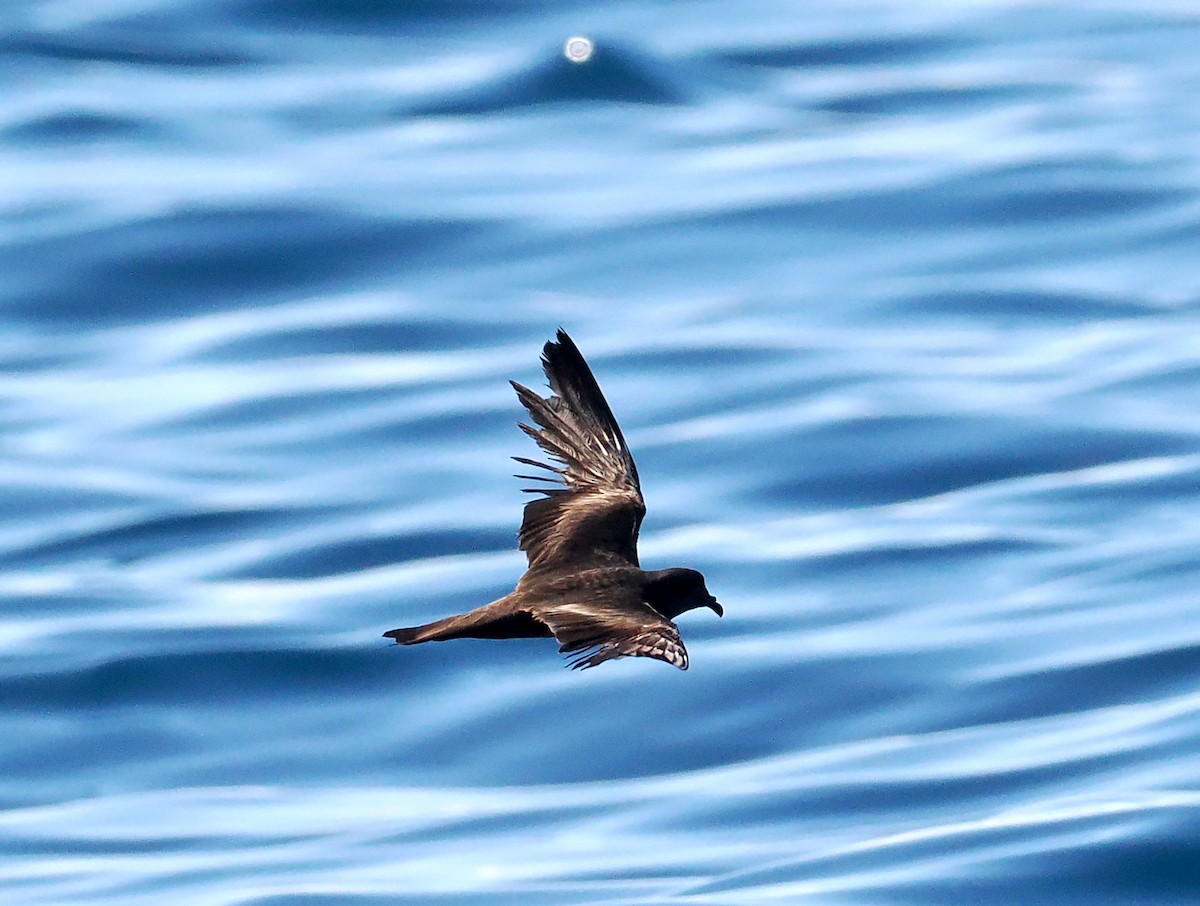 Swinhoe's Storm-Petrel - ML642907502