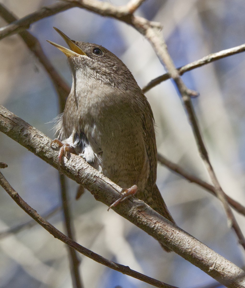Northern House Wren - ML642907519