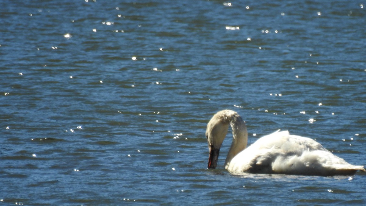 Cigno reale - ML642907521