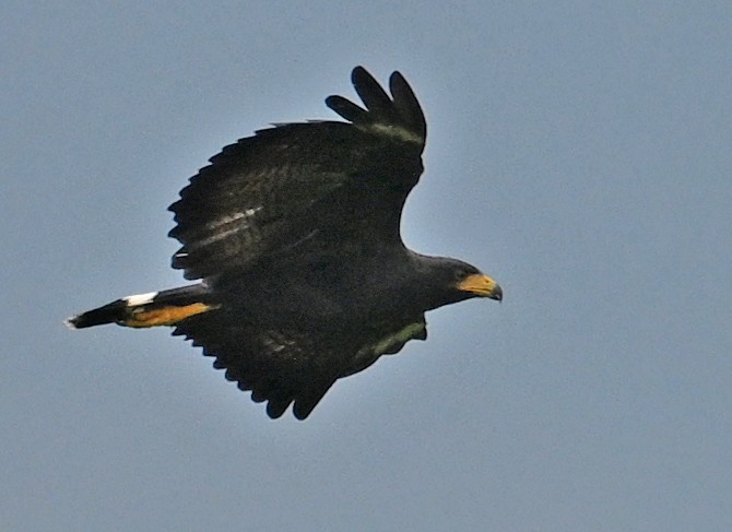 Common Black Hawk - ML642907528