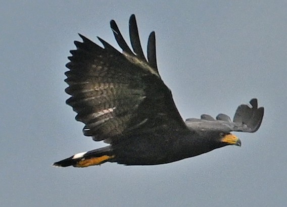 Common Black Hawk - ML642907529