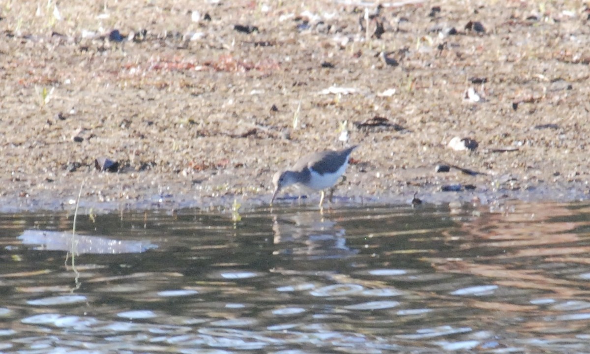 flekksnipe - ML642907544