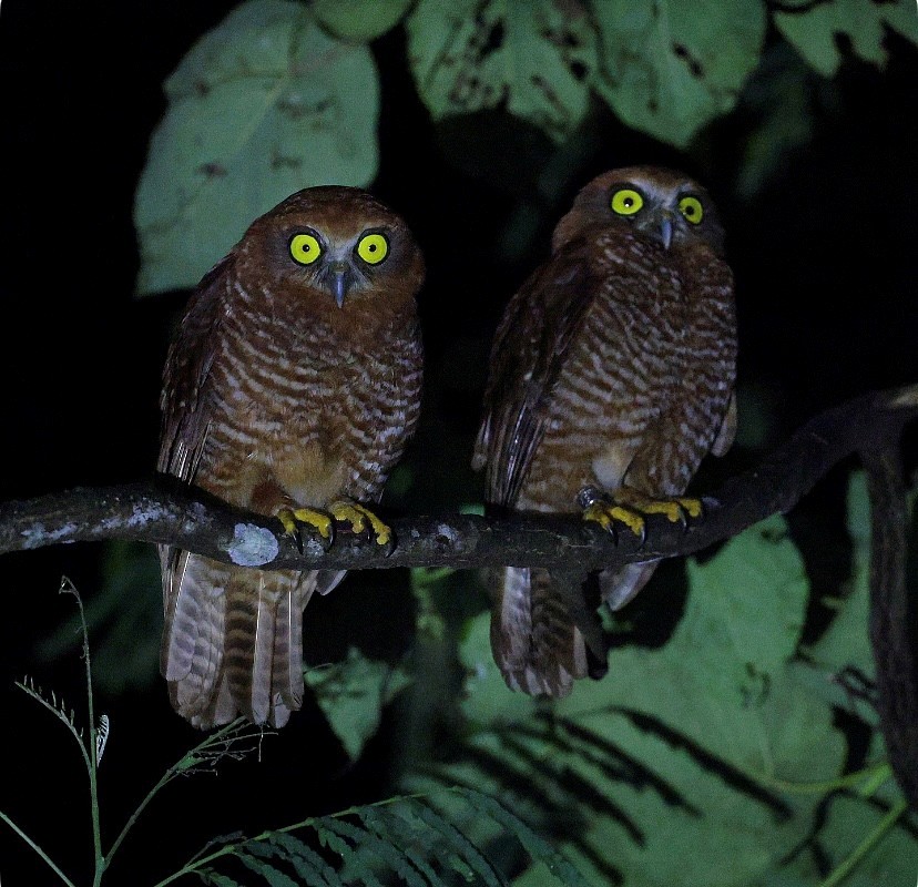 Christmas Island Boobook - ML642907545