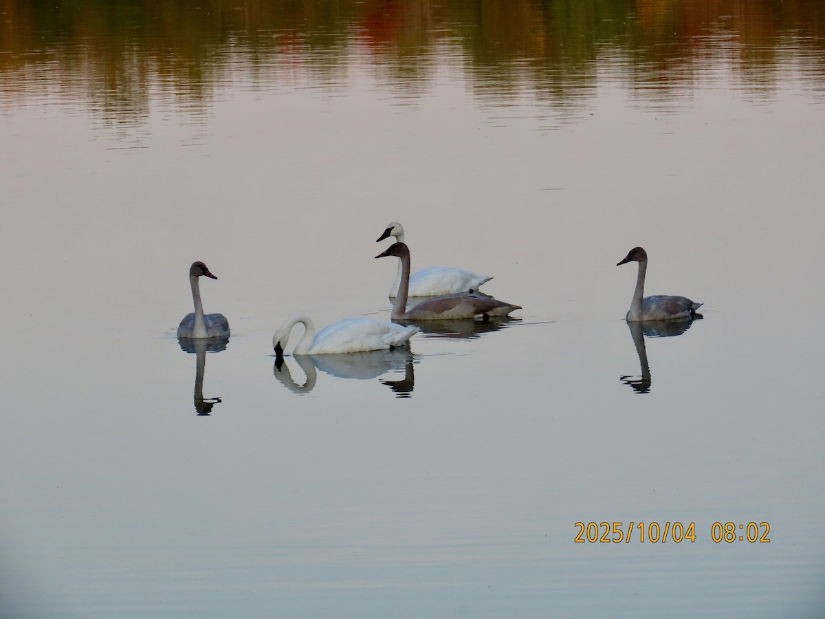 Trumpeter Swan - ML642907546