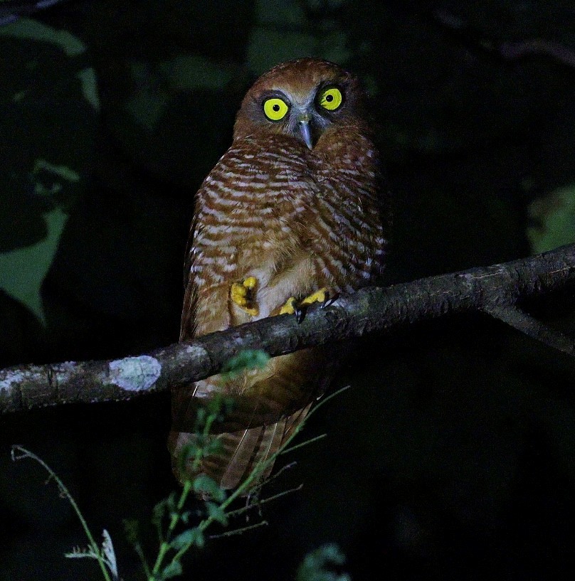 Christmas Island Boobook - ML642907554