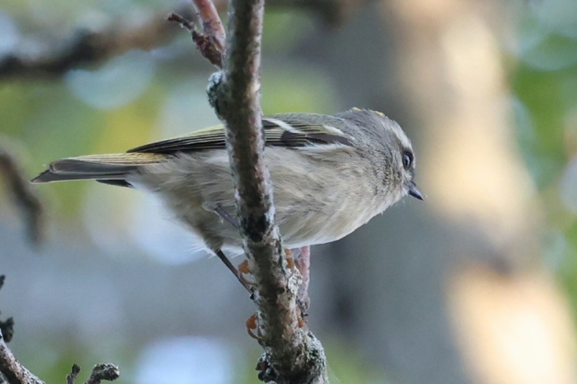Roitelet à couronne dorée - ML642907558