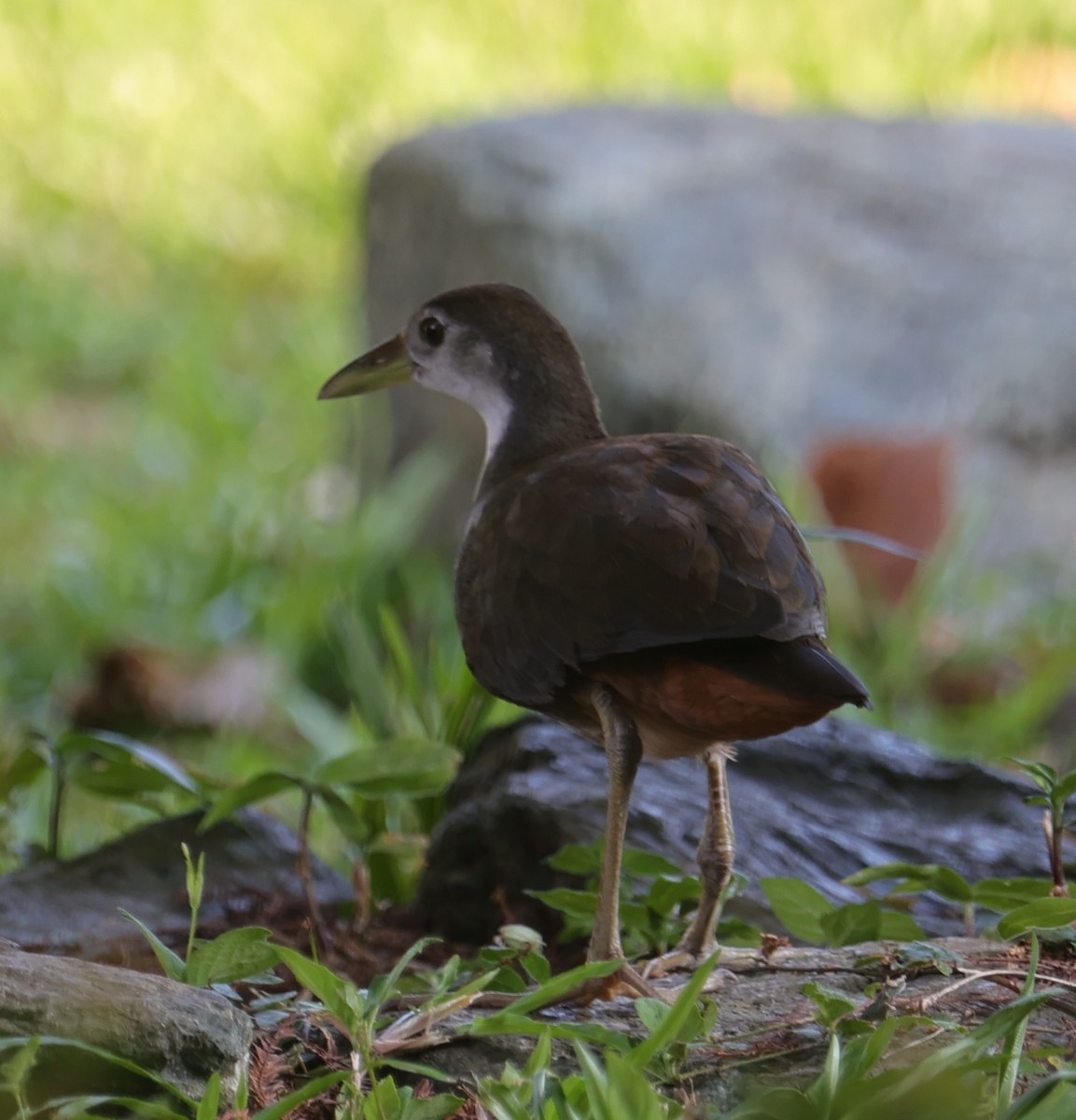 White-breasted Waterhen - ML642907560