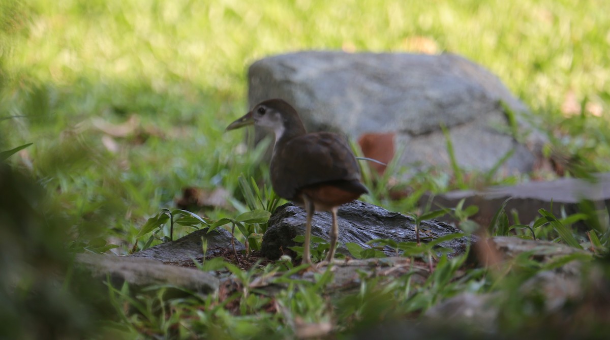 White-breasted Waterhen - ML642907561