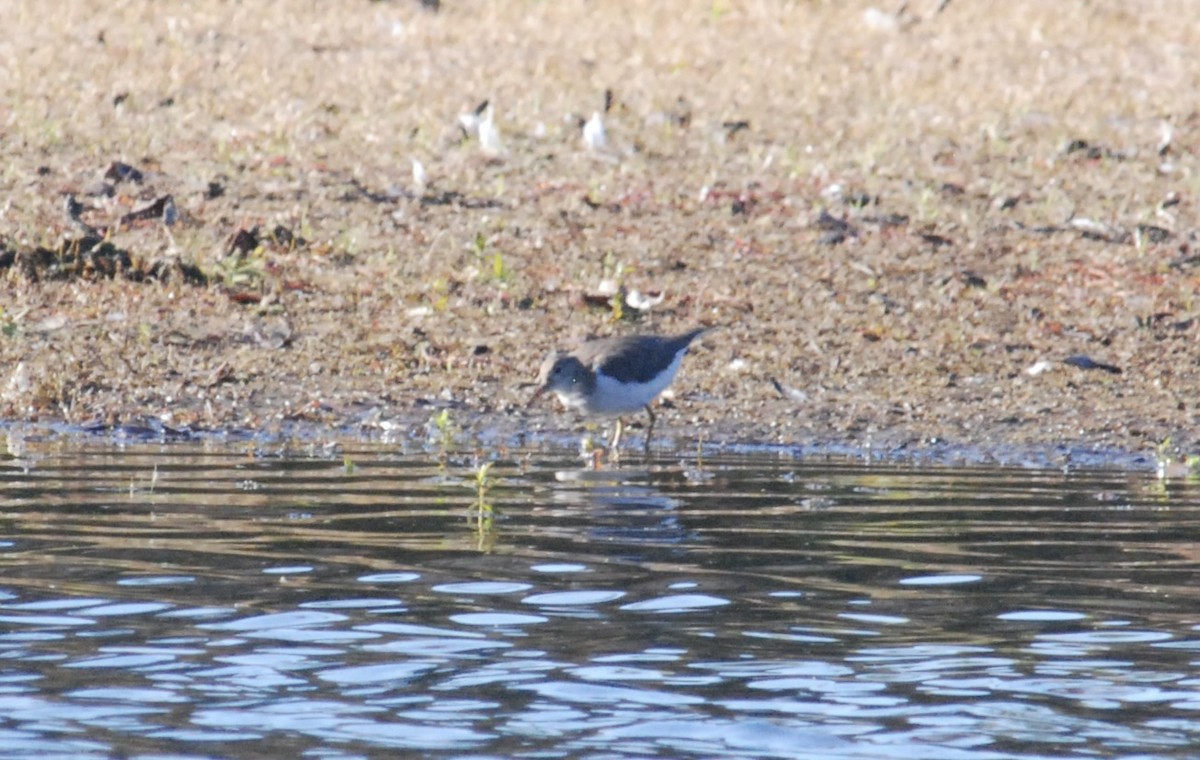 flekksnipe - ML642907562